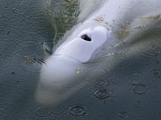 In this image, taken Saturday, Aug. 6, 2022 by environmental group Sea Shepherd, shows a Beluga whale in the Seine river in Notre Dame de la Garenne, west of Paris. French environmentalists said Monday efforts to feed a dangerously thin Beluga whale that has strayed into the Seine River have failed so far. Experts are now seeking ways to get the animal out of the river lock where it is now stuck. (Sea Shepherd via AP)