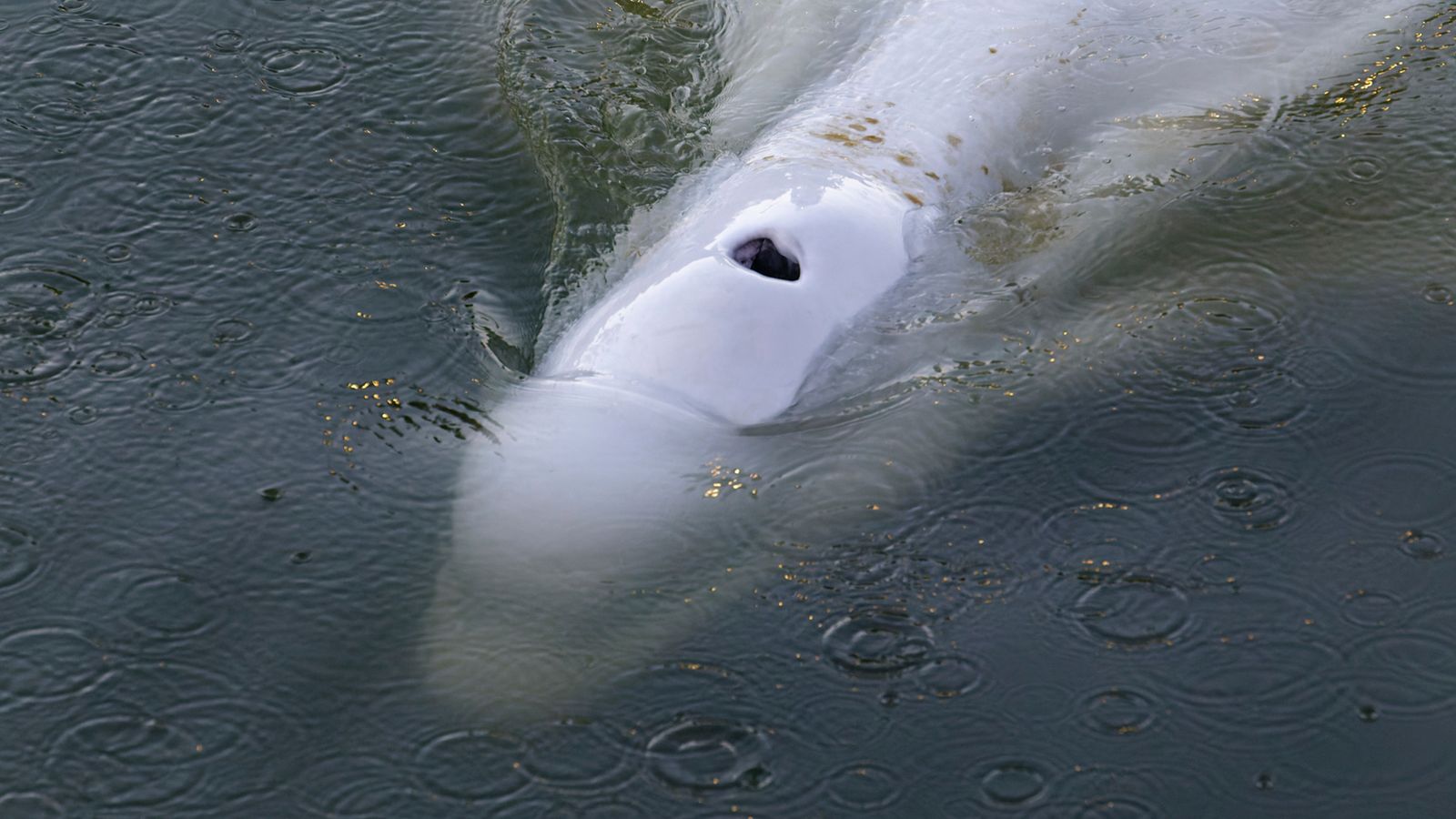 In this image, taken Saturday, Aug. 6, 2022 by environmental group Sea Shepherd, shows a Beluga whale in the Seine river in Notre Dame de la Garenne, west of Paris. French environmentalists said Monday efforts to feed a dangerously thin Beluga whale that has strayed into the Seine River have failed so far. Experts are now seeking ways to get the animal out of the river lock where it is now stuck. (Sea Shepherd via AP)