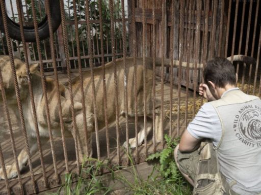 Woman gives shelter to wild animals and pets in war-torn Ukraine
