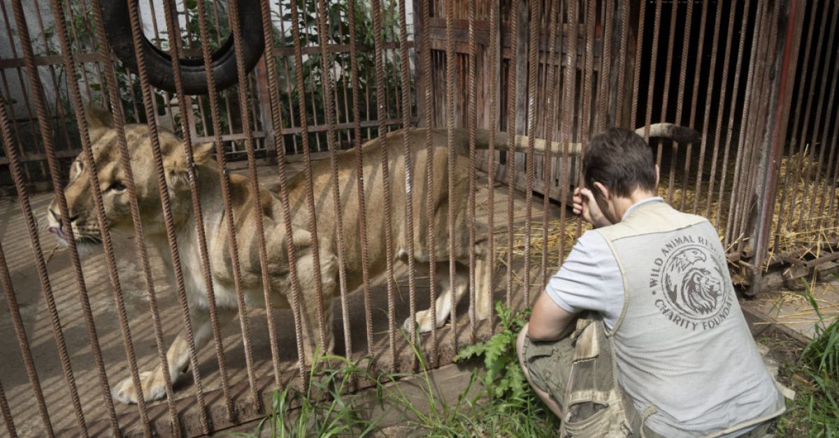 Woman gives shelter to wild animals and pets in war-torn Ukraine